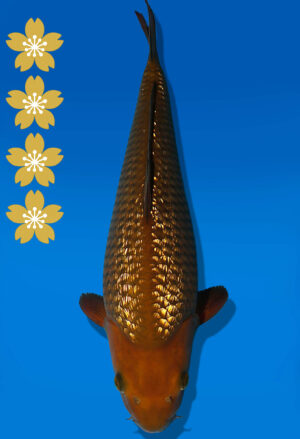 Koi Auktion Dainichi GinrinChagoi JumboTosai BrownMonkey - 42cm KT03-2400