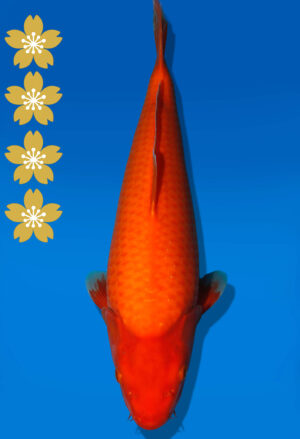 Koi Auktion Dainichi Benigoi JumboTosai RedTiger - 42cm KT04-2403