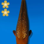 Koi Auktion Dainichi GinrinChagoi JumboTosai BrownMonkey - 44cm KT04-2571