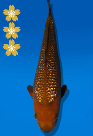 Koi Auktion Dainichi GinrinChagoi JumboTosai BrownMonkey - 44cm KT04-2401