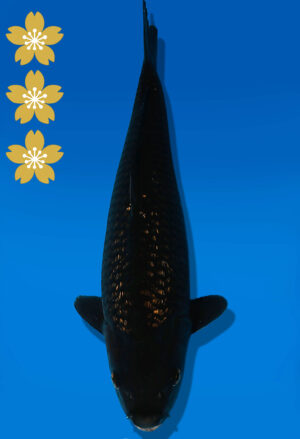 Koi Auktion Dainichi BlackDiamond JumboTosai BlackZeus - 40cm KT04-2402