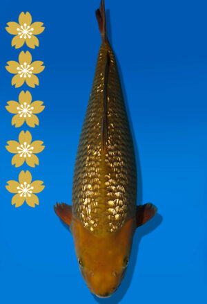 Koi Auktion Dainichi GinrinChagoi JumboTosai BrownMonkey - 48cm KT05-2404