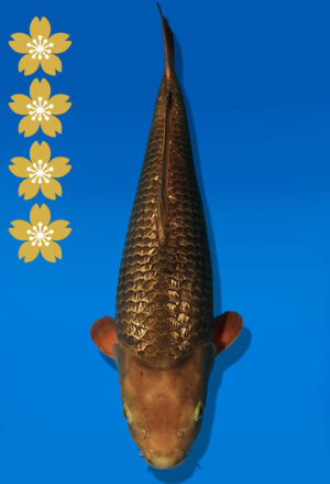 Koi Auktion Dainichi GinrinChagoi JumboTosai BrownMonkey - 44cm KT05-2405