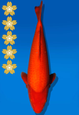 Koi Auktion Dainichi Benigoi JumboTosai RedTiger - 41cm KT05-2406