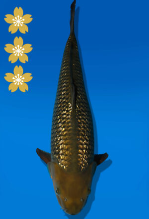 Koi Auktion Dainichi GinrinChagoi JumboTosai BrownMonkey - 43cm KT02-2201