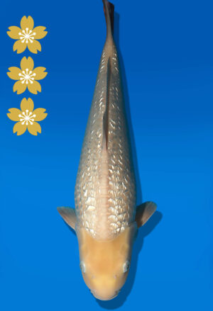 Koi Auktion Dainichi GinrinWhiteKarashi JumboTosai WhiteMonkey - 48cm KT04-2199