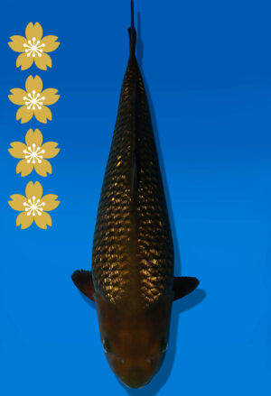Koi Auktion Dainichi GinrinChagoi JumboTosai BrownMonkey - 45cm KT05-2200