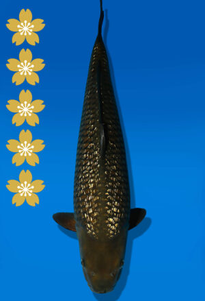 Koi Auktion Dainichi GinrinChagoi JumboTosai BrownMonkey - 50cm KT06-2198