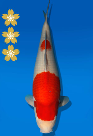 Koi Auktion Dainichi Showa JumboTosai BlackMonroe - 48cm KT01-2192