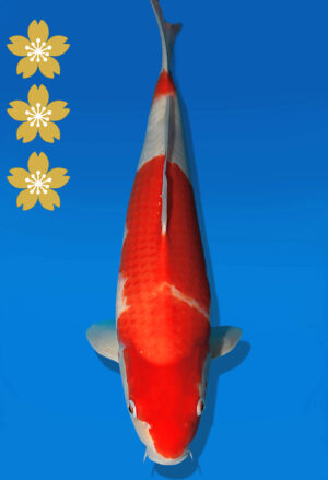 Koi Auktion Dainichi Kohaku JumboTosai WhiteDragon - 43cm KT01-2204