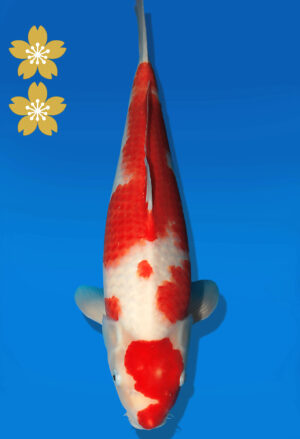 Koi Auktion Dainichi Kohaku JumboTosai WhiteDragon - 46cm KT03-2194