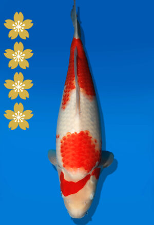 Koi Auktion Dainichi Kohaku JumboTosai WhiteDragon - 51cm KT04-2195