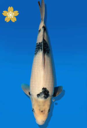 Koi Auktion Dainichi ShiroUtsuri JumboTosai BlackMonroe - 36cm KT05-2196