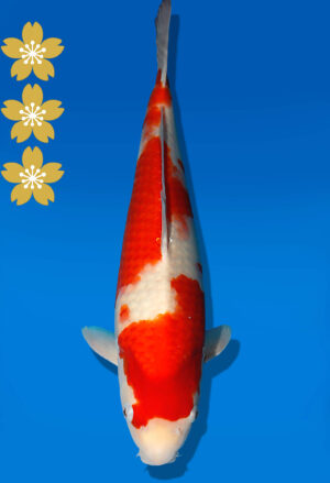 Koi Auktion Dainichi Kohaku JumboTosai WhiteDragon - 46cm KT05-2197
