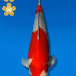 Koi Auktion Dainichi Kohaku JumboTosai WhiteDragon - 43cm NN01-2364
