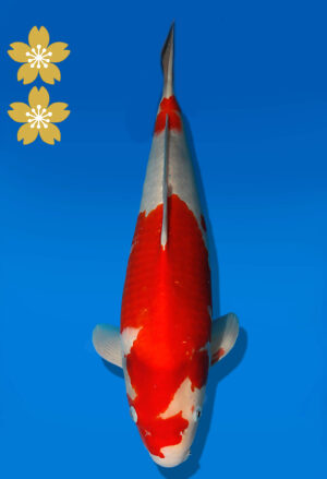 Koi Auktion Dainichi Kohaku JumboTosai WhiteDragon - 43cm NN01-2202