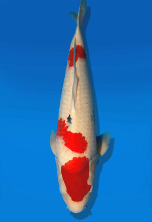 Koi Auktion Dainichi Sanke Nisai Mr.Big male 54cm NN06-2181