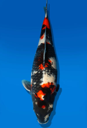 Koi Auktion Dainichi Showa Nisai BlackMonroe female 51cm NN06-2168