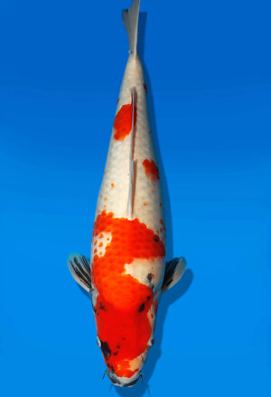 Koi Auktion Dainichi Showa Nisai Monroe female 54cm NN06-2169