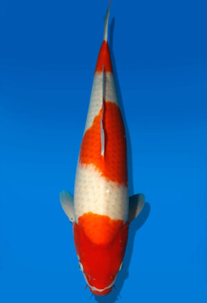 Koi Auktion Dainichi Kohaku Nisai RedTiger female 56cm NN06-2170