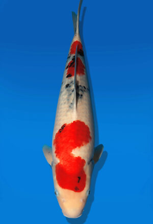 Koi Auktion Dainichi Showa Nisai WhiteMonroe female 55cm NN06-2171