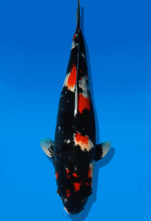 Koi Auktion Dainichi Showa Nisai Monroe female 56cm NN06-2172