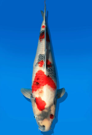 Koi Auktion Dainichi Showa Nisai MonaLisa female 52cm NN06-2182