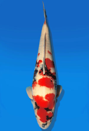 Koi Auktion Dainichi Showa Nisai Monroe male 55cm NN06-2173
