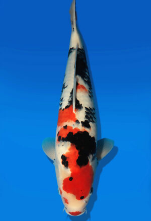Koi Auktion Dainichi Showa Nisai BlackMonroe female 48cm NN06-2183