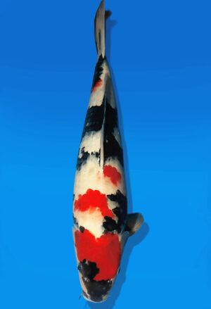 Koi Auktion Dainichi Showa Nisai Monroe male 50cm NN06-2174