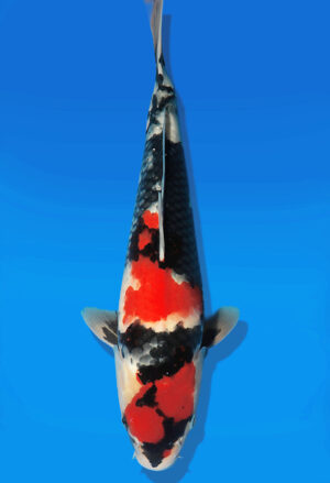 Koi Auktion Dainichi Showa Nisai BlackMonroe female 44cm NN06-2175