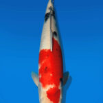 Koi Auktion Dainichi Sanke Nisai Mr.Big female 48cm NN05-2184
