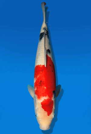 Koi Auktion Dainichi Sanke Nisai Mr.Big female 48cm NN05-2184