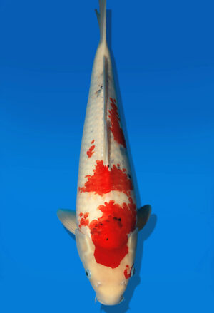 Koi Auktion Dainichi Sanke Nisai Mr.Big male 50cm NN05-2185