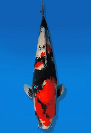 Koi Auktion Dainichi Showa Nisai Monroe male 56cm NN05-2176