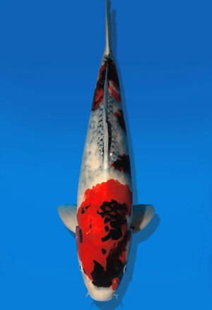 Koi Auktion Dainichi Showa Nisai BlackMonroe male 53cm NN05-2177