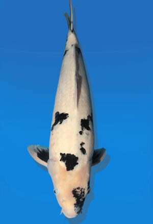 Koi Auktion Dainichi Showa Nisai Monroe male 53cm NN05-2186