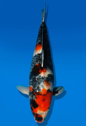 Koi Auktion Dainichi Showa Nisai BlackMonroe female 54cm NN05-2178