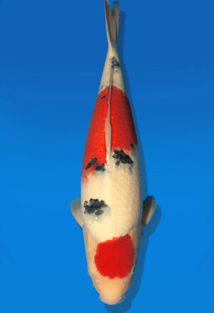 Koi Auktion Dainichi Sanke Nisai Mr.Big female 52cm NN05-2187