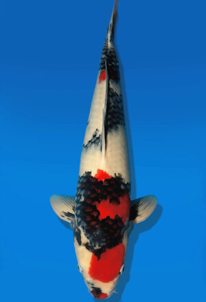 Koi Auktion Dainichi Showa Nisai Monroe male 53cm NN05-2188