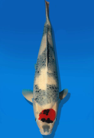 Koi Auktion Dainichi Tancho Nisai Monroe male 54cm NN05-2179