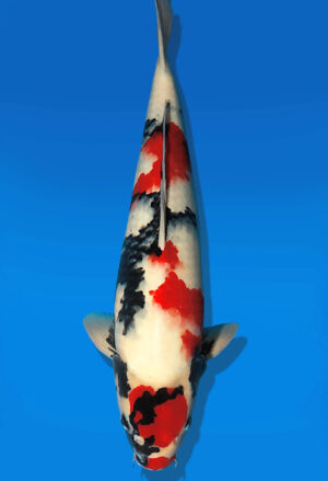 Koi Auktion Dainichi Showa Nisai BlackMonroe male 50cm NN05-2189