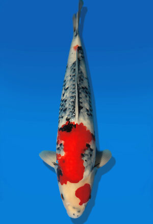 Koi Auktion Dainichi Showa Nisai BlackMonroe male 52cm NN05-2190
