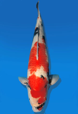 Koi Auktion Dainichi Showa Nisai WhiteMonroe male 56cm NN05-2180