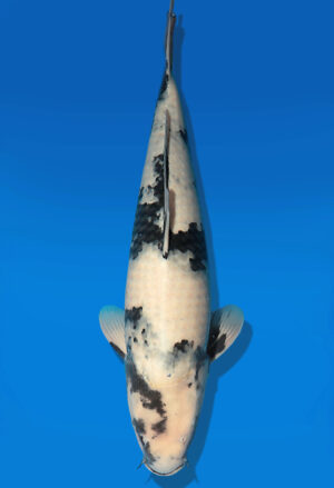 Koi Auktion Dainichi Shiro Nisai Monroe female 54cm NN05-2191