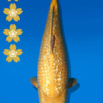 Koi Auktion Dainichi Karashigoi JumboTosai YellowMonkey - 48cm GT01-2233