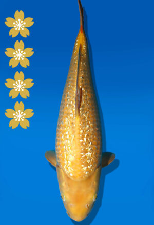 Koi Auktion Dainichi Karashigoi JumboTosai YellowMonkey - 48cm GT01-2233