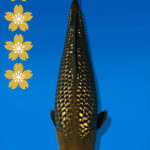 Koi Auktion Dainichi GinrinChagoi JumboTosai BrownMonkey - 47cm GT01-2234