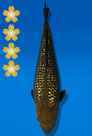 Koi Auktion Dainichi GinrinChagoi JumboTosai BrownMonkey - 47cm GT01-2234