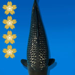 Koi Auktion Dainichi GinrinSoragoi JumboTosai SoraXGinrinSora - 49cm GT01-2235